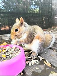 Image result for Brown Squirrel 2014 Peugeot