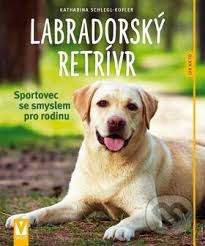 Image result for labrador retrívr