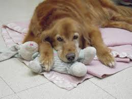 Other golden retriever rescue resources. Volunteers Rock The World Ut Students Aid In Golden Retriever Rescue News
