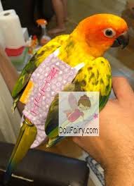 parrot flight bird diaper suit amazon budgie lovebird