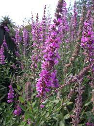Your weed with purple flowers is most likely henbit. Purple Loosestrife Weedbusters