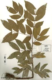 Image result for Manulea conferta