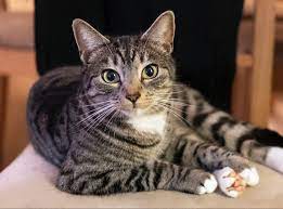 If cats can sense sadness, they will surely feel how you'd wish to keep them forever. Cat Returns Home After Family Believe They Cremated Him The Independent