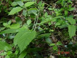 Image result for Tragia glabrata