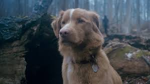 ¡Terror Peludo! Trailer de 'Good Boy' te Hará Ver a Tu Perro Distinto