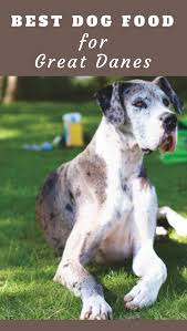 Coffee shop in vancouver, british columbia. Great Dane Puppy Food Talk What Is The Best Food For Great Danes 2021 Dane Puppies Great Dane Puppy Great Dane Dogs