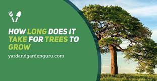 And once they're established, they can allow trees to grow on your property: How Long Does It Take For Trees To Grow
