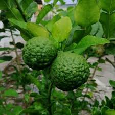 Maybe you would like to learn more about one of these? 3 In 1 Pokok Limau Nipis Pokok Limau Kasturi Pokok Limau Purut 3 Jenis Limau Berangkai Shopee Malaysia