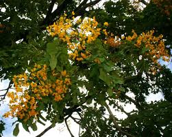Image result for Pterocarpus rotundifolius