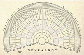 Treeseek Genealogy Fan Wall Chart Large Blank Fillable Pedigree Form For Family History And Ancestry