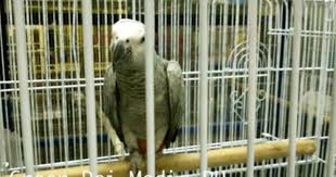 cartimar pet shop flora and fauna pet shop pets african love birds