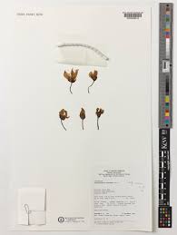 Image result for Pentadiplandra brazzeana