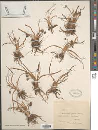 Image result for Chlorophytum subpetiolatum