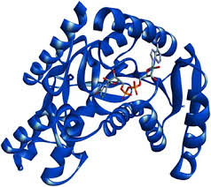 Image result for Vernonia ambigua