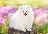 White Pomeranian Dogs - Pomeranian Headquarters