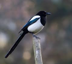 We did not find results for: Eurasian Magpie Wikipedia