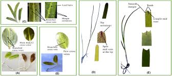 Image result for Halophila minor