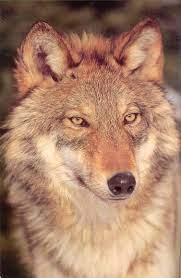 The Extremely Endangered Red Wolf Red Wolf Types Of Wolves Wolf Pictures