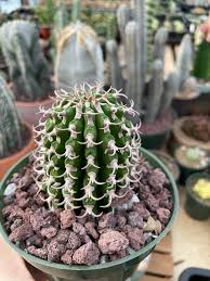 Image result for Euphorbia