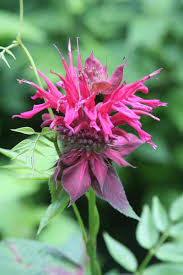 Image result for Monarda didyma