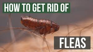 If you are a pet owner, the thought of your beloved cat or dog catching fleas is a constant strain on your mind. How To Get Rid Of Fleas Guaranteed 4 Easy Steps Youtube