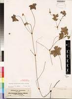 Image result for Geranium arabicum