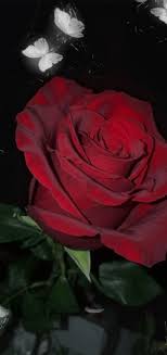 Gif Najdeno Polzovatelem Iriska Nahodite I Sohranyajte Svoi Sobstvennye Izobrazheniya I Video V Beautiful Rose Flowers Rose Flower Wallpaper Beautiful Roses
