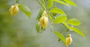 Image result for Artabotrys