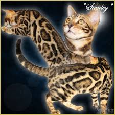 Florida's #1 exotic bengal cat breeder since 2004. Bengal Cat Breeder Amp Kittens For Sale In Florida Bellarista Bengals Bengal Kitten Bengal Kittens For Sale Bengal Cat For Sale