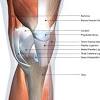 Ligaments also support the lower end of the leg where it forms a hinge for the ankle. 1