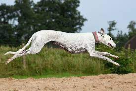 Windhund italian greyhound hunde weihnachten neujahr weihnachtsbilder bilder tiere zeichnen windhunde whippet. Hunderasse Greyhound Englischer Windhund Hunde Rassen Die Tier Welt Com