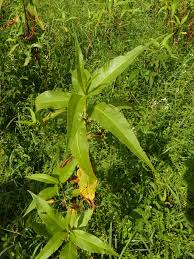 Image result for Persicaria senegalensis