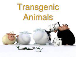 Transgenic Animals Powerpoint Funny Sheep Funny Wallpaper Sheep