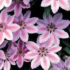 We did not find results for: Buy Clematis Nelly Moser Plants J Parker Dutch Bulbs