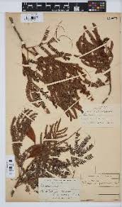 Image result for Andrachne ovalis