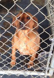 Greenville Tn F Puppy Redbone Mix 16276 Greene County Animal Control Animal Control Puppies Greene County