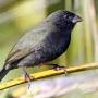 Profile Picture of kubanik ciemnolicy - eBird (@ebird.org) on Google