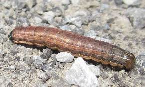 caterpillars of ontario canada