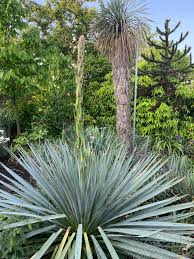 Image result for Faurea rubriflora