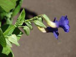 Image result for Thunbergia battiscombei
