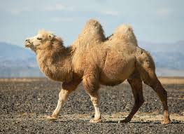 Muhammad itself is said to have escaped from mecca to medina on the back of a camel. 7 Interesting Facts About Mongolia Phukettimes