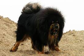 Tibetan Mastiff Awesome Post Tibetan Mastiff Mastiffs Expensive Dogs