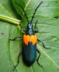 Black And Yellow Longhorn Beetle Uk Elderberry Borer Desmocerus Palliatus Bugs And Insects Longhorn Beetle Beetle