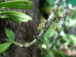 Image result for Tridactyle anthomaniaca