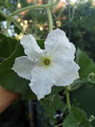 I started the two seeds i got indoors about 5 weeks before the last frost date. How To Grow Cucuzza Get The Longest Squash Ever Green Thumb Kitchen