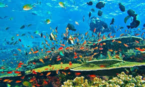 Gratis untuk komersial tidak perlu kredit bebas hak cipta. Pemandangan Bawah Laut Indonesia Yang Indah Komodo Island Africa Travel Africa Tour