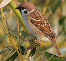 Reconnaitre Les Oiseaux De Nos Jardins Oiseaux Des Jardins Oiseaux Animaux Totems