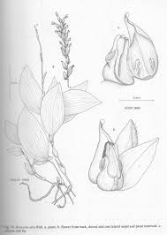 Image result for Hetaeria