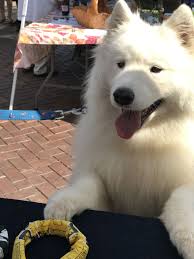Akc actively advocates for responsible dog ownership and is dedicated to advancing dog sports. I Ll Take Two Please Samoyed Dogs Samoyed Puppies