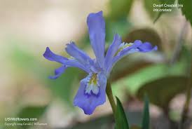 The missouri violet is very similar to viola sororia sororia (common blue violet). Us Wildflower S Database Of Blue Wildflowers For Missouri